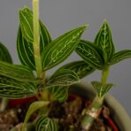 storczyk-ludisia-discolor-alba-jewel-orchid