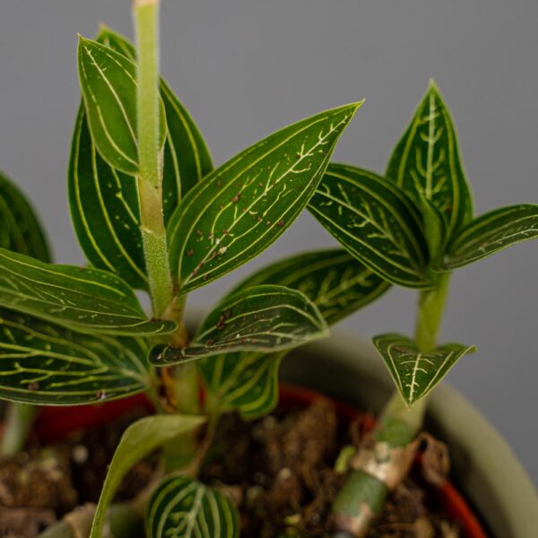 storczyk-ludisia-discolor-alba-jewel-orchid storczyk-ludisia-discolor-alba-jewel-orchid