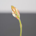 storczyk-ludisia-discolor-alba-jewel-orchid