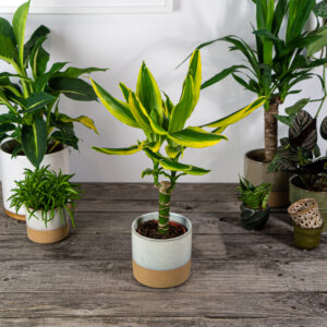 dracena-fragrans-golden-king-dracaena