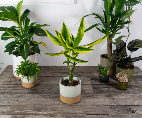 dracena-fragrans-golden-king-dracaena