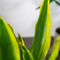 dracena-fragrans-golden-king-dracaena