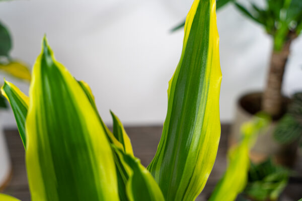 dracena-fragrans-golden-king-dracaena dracena-fragrans-golden-king-dracaena