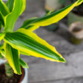 dracena-fragrans-golden-king-dracaena