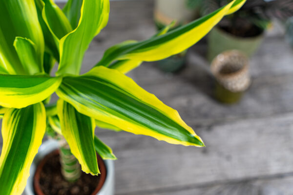 dracena-fragrans-golden-king-dracaena dracena-fragrans-golden-king-dracaena