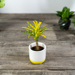 kroton-gold-dust-codiaeum-baby