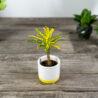 kroton-gold-dust-codiaeum-baby