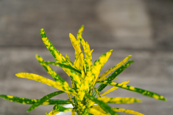 kroton-gold-dust-codiaeum-baby kroton-gold-dust-codiaeum-baby
