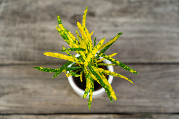 kroton-gold-dust-codiaeum-baby kroton-gold-dust-codiaeum-baby