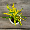 kroton-gold-dust-codiaeum-baby