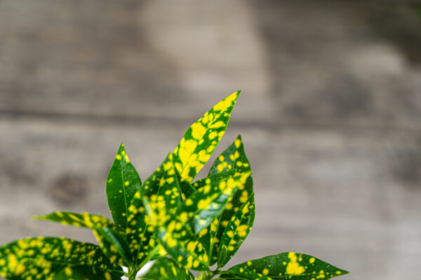 kroton-sunny-star-codiaeum-baby kroton-sunny-star-codiaeum-baby
