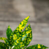 kroton-sunny-star-codiaeum-baby