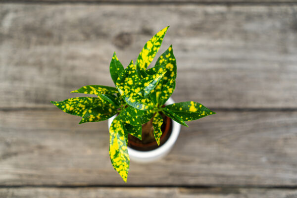 kroton-sunny-star-codiaeum-baby kroton-sunny-star-codiaeum-baby
