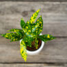 kroton-sunny-star-codiaeum-baby