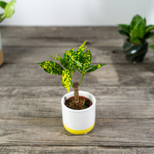 kroton-sunny-star-codiaeum-baby