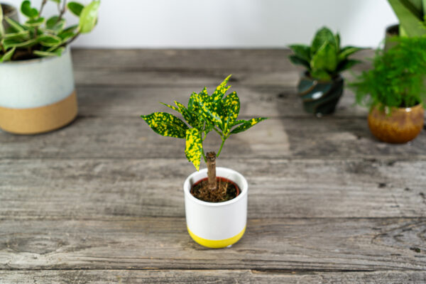kroton-sunny-star-codiaeum-baby kroton-sunny-star-codiaeum-baby