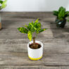 kroton-sunny-star-codiaeum-baby