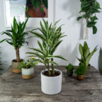 dracena-fragrans-white-stripe-dracaena