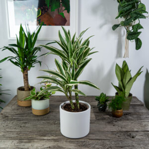 dracena-fragrans-white-stripe-dracaena