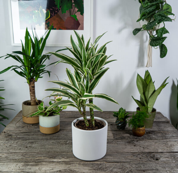 dracena-fragrans-white-stripe-dracaena