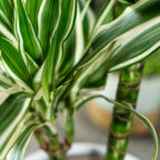 dracena-fragrans-white-stripe-dracaena