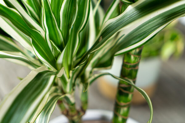 dracena-fragrans-white-stripe-dracaena dracena-fragrans-white-stripe-dracaena