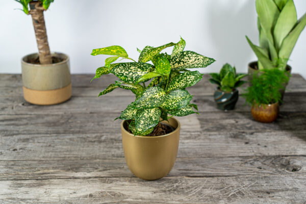 dracena-surculosa-florida-beauty-dracaena dracena-surculosa-florida-beauty-dracaena