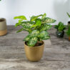 dracena-surculosa-florida-beauty-dracaena