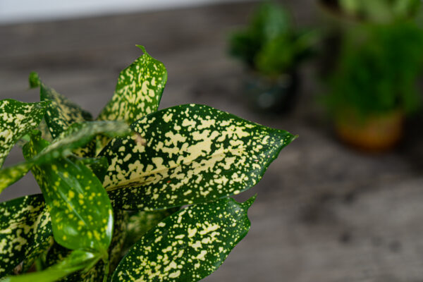 dracena-surculosa-florida-beauty-dracaena dracena-surculosa-florida-beauty-dracaena
