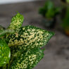 dracena-surculosa-florida-beauty-dracaena