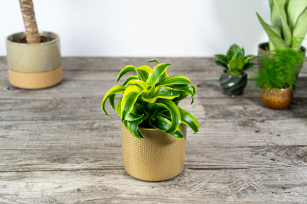 dracena-fragrans-deremensis-pequena-dracaena dracena-fragrans-deremensis-pequena-dracaena