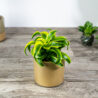 dracena-fragrans-deremensis-pequena-dracaena