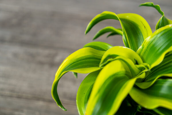 dracena-fragrans-deremensis-pequena-dracaena dracena-fragrans-deremensis-pequena-dracaena