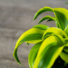 dracena-fragrans-deremensis-pequena-dracaena