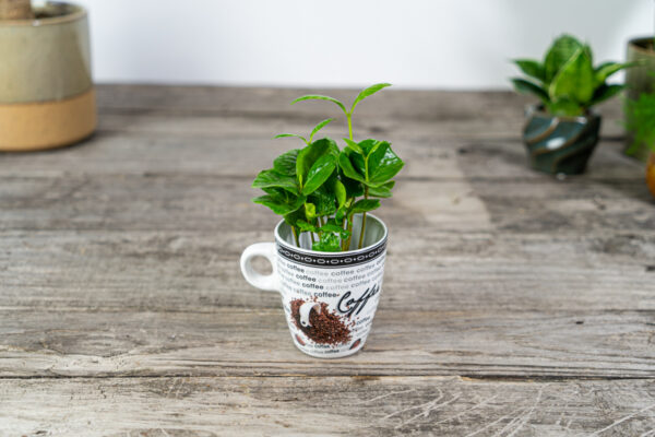 zestaw-kawa-w-kubeczku-coffee-arabica zestaw-kawa-w-kubeczku-coffee-arabica