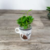 zestaw-kawa-w-kubeczku-coffee-arabica