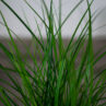 turzyca-carex-brunnea