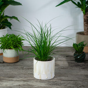 turzyca-carex-brunnea
