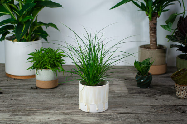 turzyca-carex-brunnea