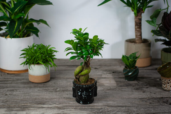 zestaw-fikus-microcarpa-ginseng-w-oslonce-buddy zestaw-fikus-microcarpa-ginseng-w-oslonce-buddy