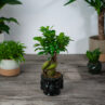 zestaw-fikus-microcarpa-ginseng-w-oslonce-buddy