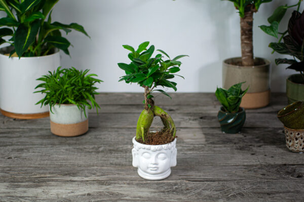 zestaw-fikus-microcarpa-ginseng-w-oslonce-buddy