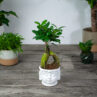 zestaw-fikus-microcarpa-ginseng-w-oslonce-buddy