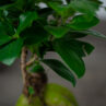 zestaw-fikus-microcarpa-ginseng-w-oslonce-buddy