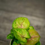 syngonium-berry-allusion-baby