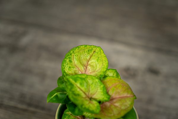 syngonium-berry-allusion-baby syngonium-berry-allusion-baby