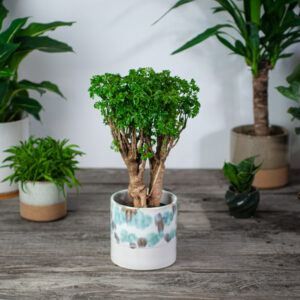 polyscias-fruticosa-elegans