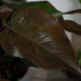 philodendron-purple-congo