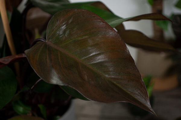 philodendron-purple-congo philodendron-purple-congo