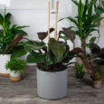 philodendron-purple-congo